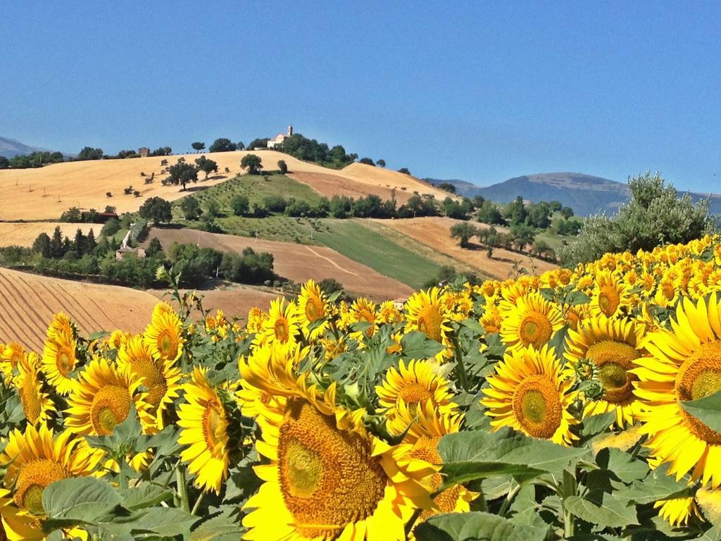 Casale Delle Rondini Bed & Breakfast Tolentino Dış mekan fotoğraf